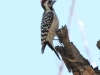 Ladder-backed Woodpecker