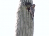 Gila Woodpecker