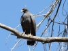 Common Blackhawk