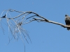 Common Blackhawk and Phainopepla