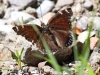 img_2630_mourningcloakbutterfly_aravaipaandoakflats2012