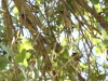 Cedar Waxwings