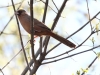 Abert's Towhee