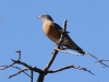 American Robin