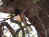 Spotted Towhee