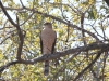 Northern Harrier