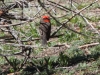 Vermilion Flycatcher