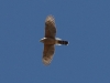 Northern Harrier