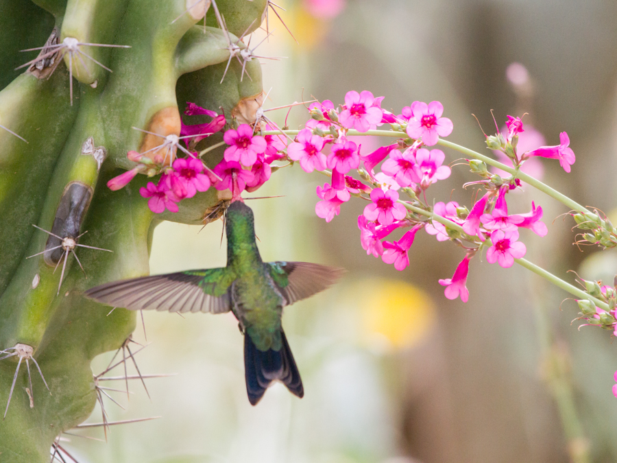 Broad-billed Hummingbird