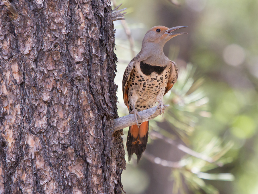 Northern Flicker