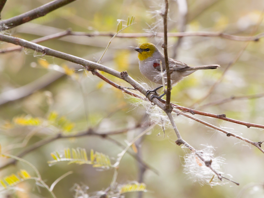 Verdin