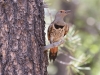 Northern Flicker