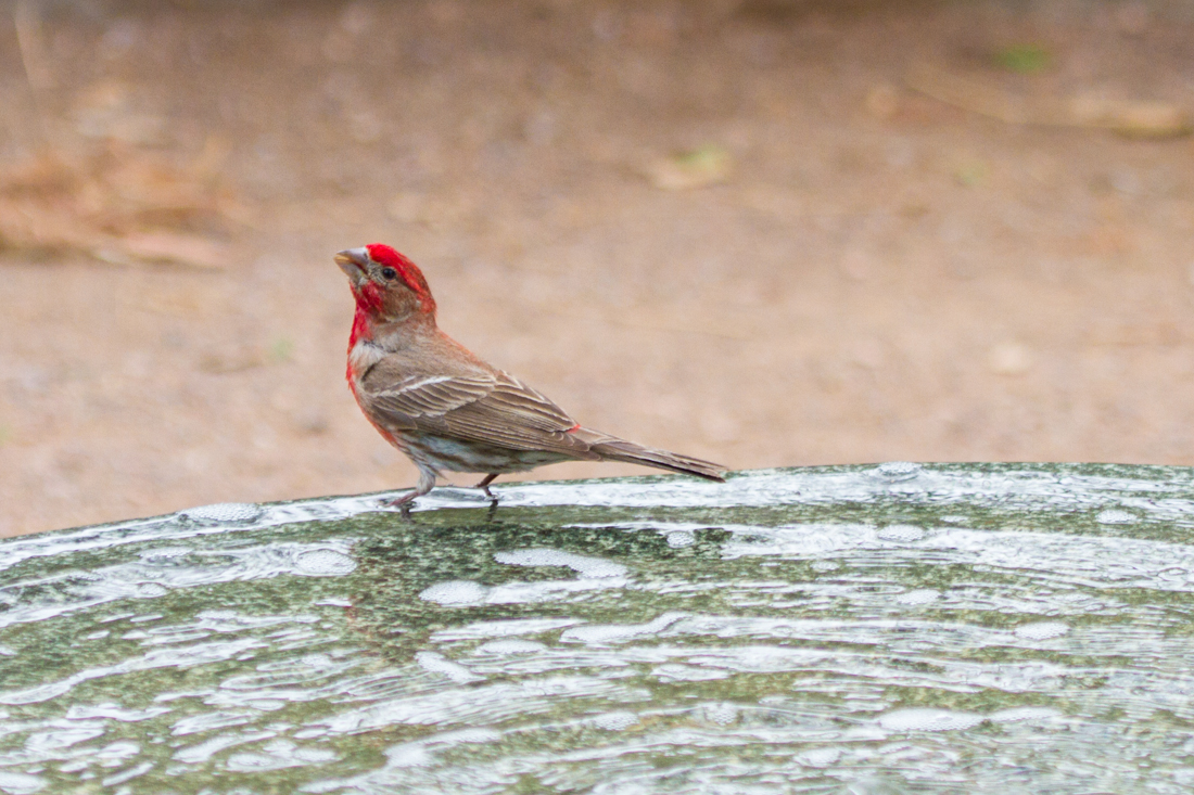 House Finch