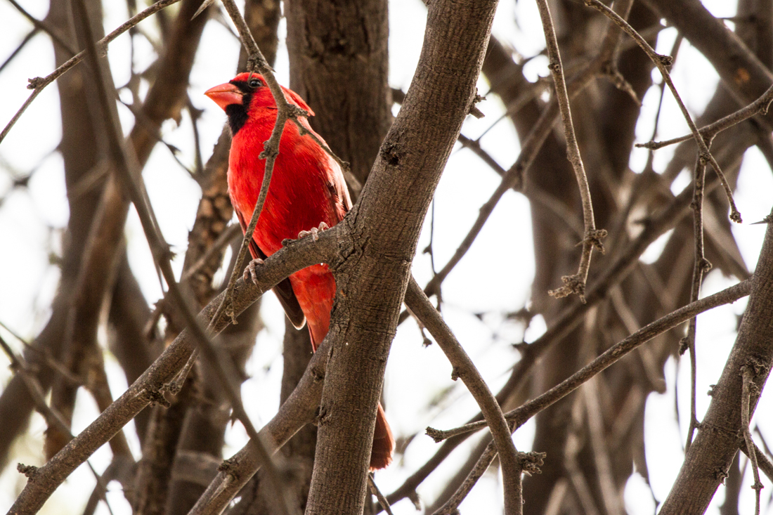 Northern Cardinal