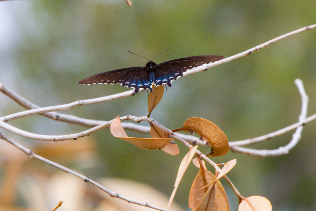 Pipevine Swallowtail Butterfly