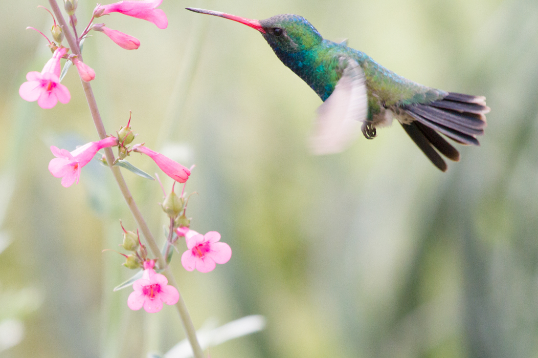 Broad-billed Hummingbird