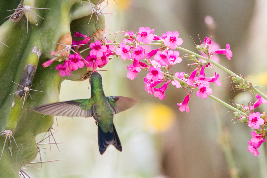 Broad-billed Hummingbird