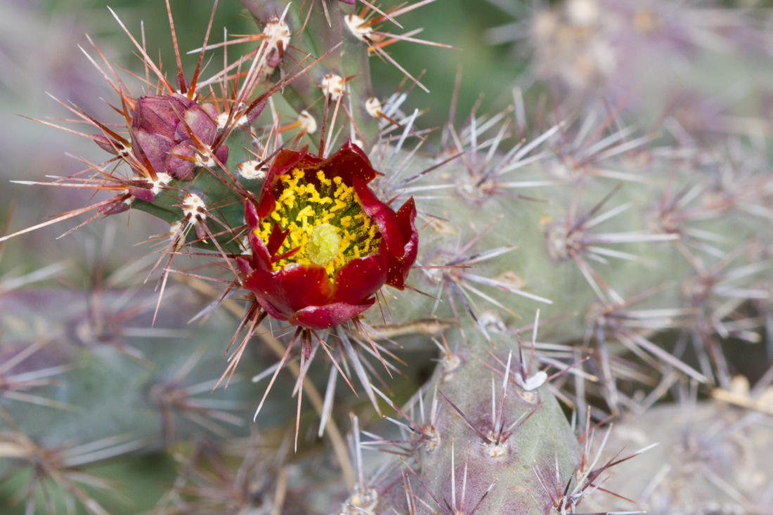 Cactus Flower