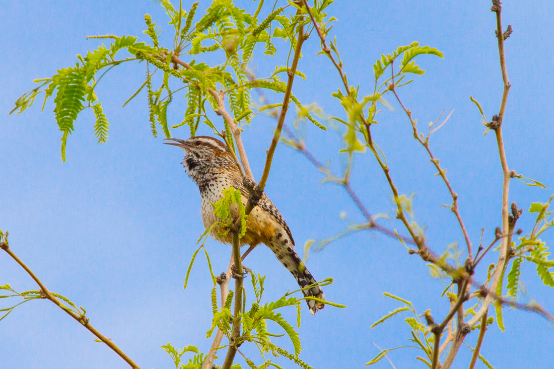 Cactus Wren