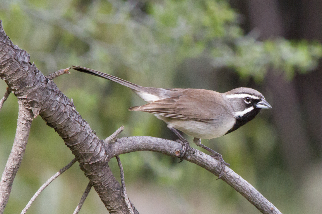 Black-throated Sparrow