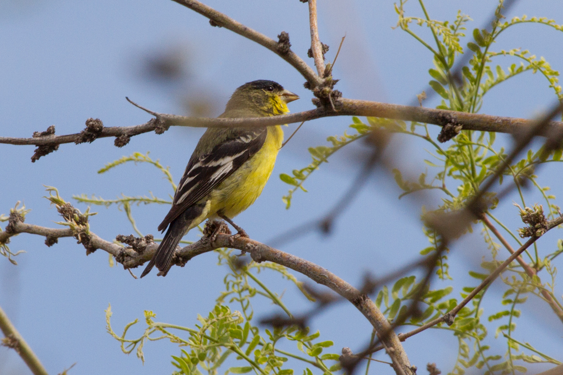 Lesser Goldfinch