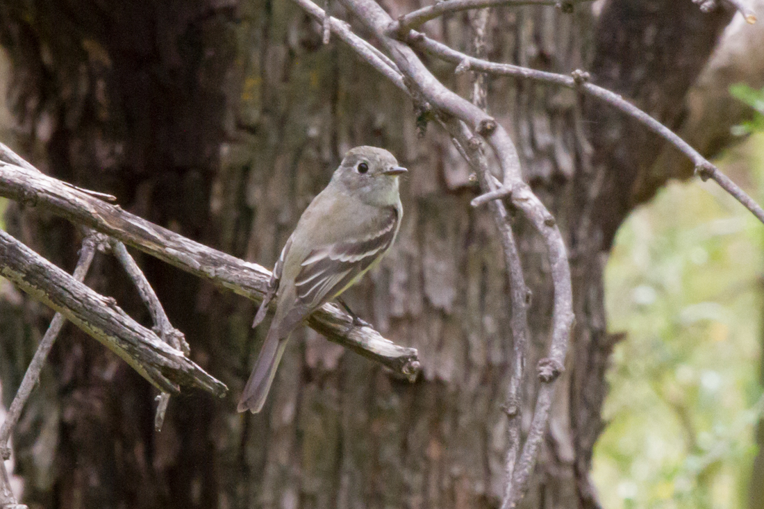 Pacific-slope Flycatcher