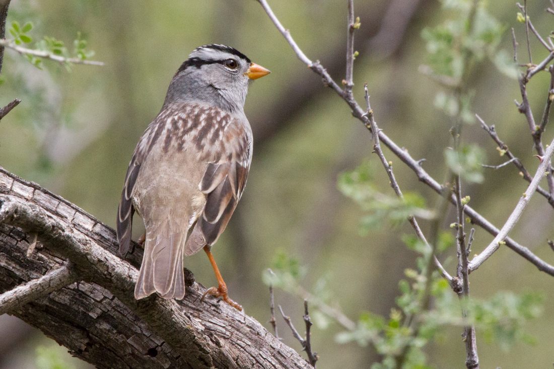 White-crowned Sparrow