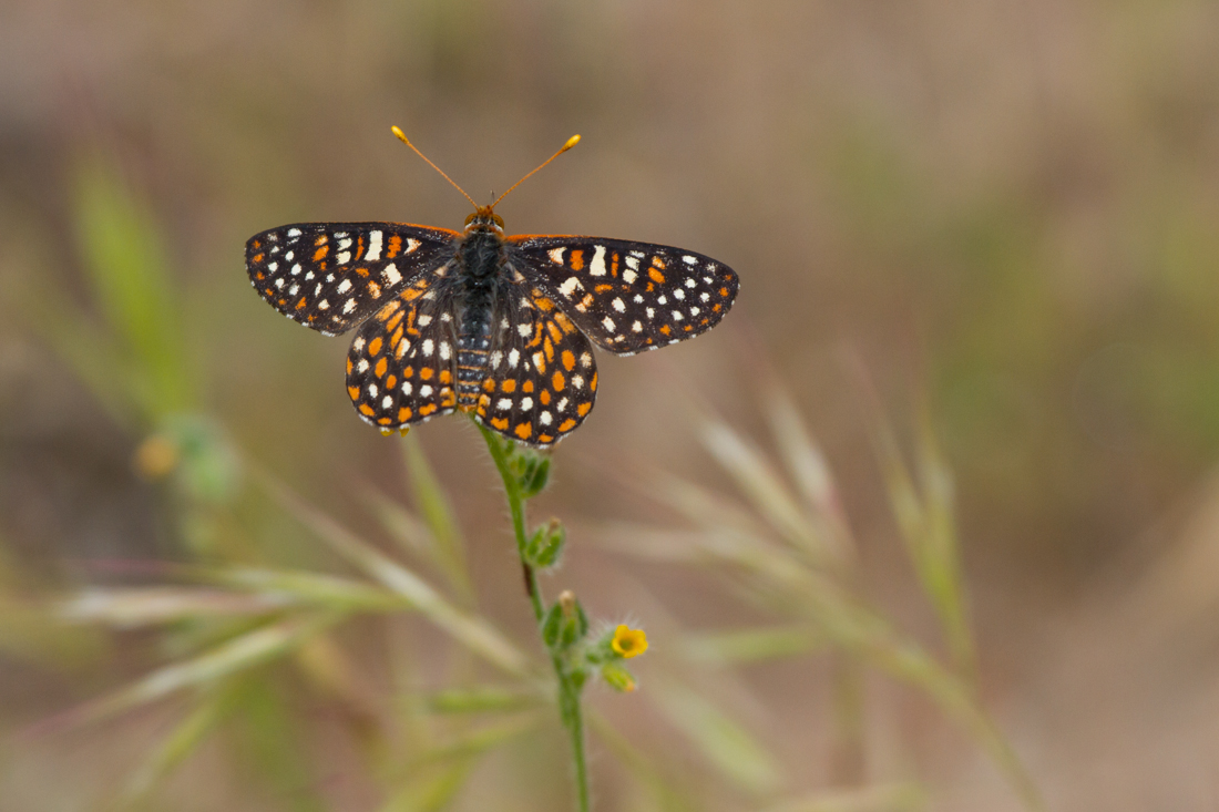 Chalcedon Butterfly