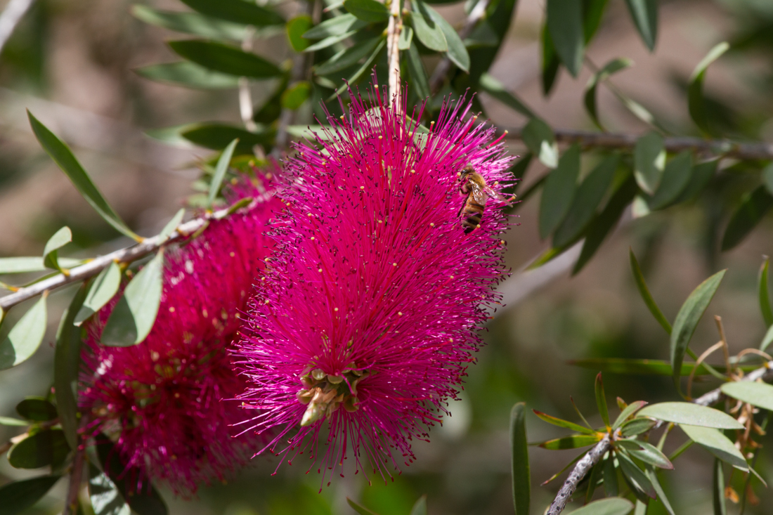 Flower with Bee