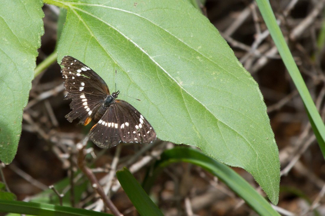 Bordered Patch Butterfly