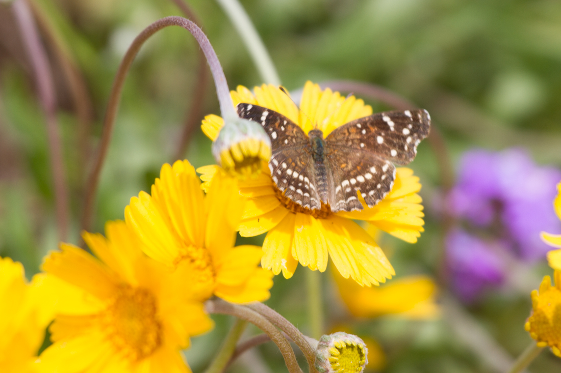 Texan Crescent Butterfly