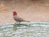 House Finch