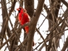 Northern Cardinal