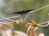 Pipevine Swallowtail Butterfly