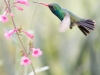 Broad-billed Hummingbird