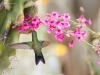 Broad-billed Hummingbird