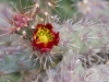 Cactus Flower