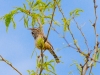 Cactus Wren