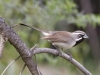 Black-throated Sparrow