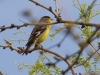 Lesser Goldfinch