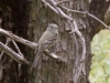 Pacific-slope Flycatcher