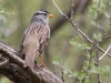 White-crowned Sparrow