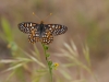 Chalcedon Butterfly