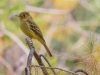 Pacific-slope Flycatcher