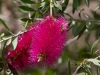 Flower with Bee