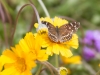 Texan Crescent Butterfly