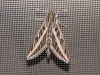 White-lined Sphinx Moth