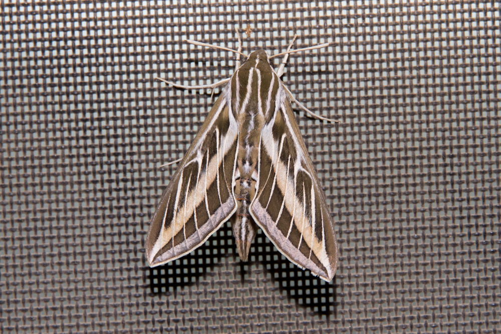 White-lined Sphinx Moth