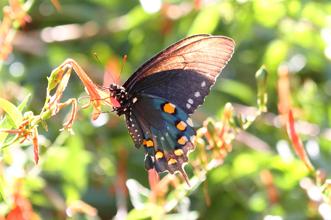 Pipevine Swallowtail