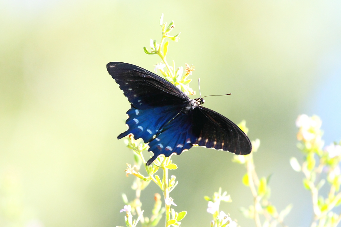 Pipevine Swallowtail